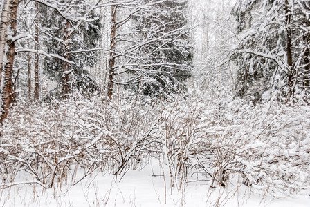 暴风雪下时在森林中冬树木领域图片