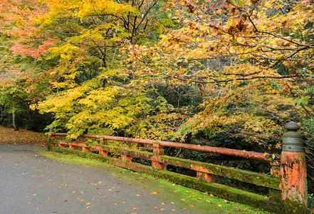 在日本京都的红桥上日本山坡树的美丽秋色亚洲落下图片