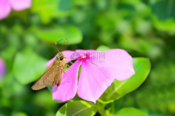 花园中美丽的粉红色花朵颜的卡片图片