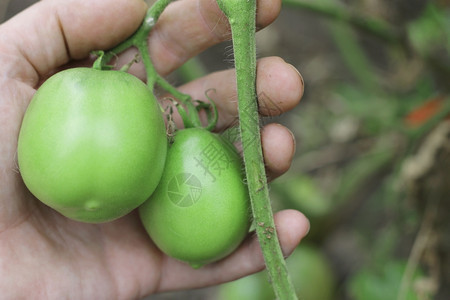 绿番茄在花园的布什人手中指有机的一顿饭图片