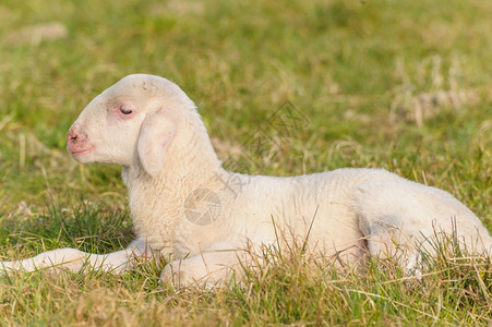 称呼躺在草原上的羊羔肖像少年肉图片