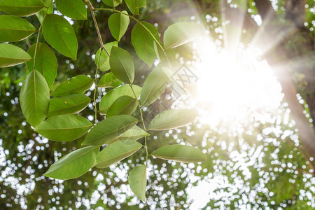 树绿叶和太阳植物群户外图片