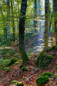 预订新鲜的远足黎明时一太阳光照在森林中图片