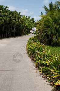 目的地安提瓜小路高尔夫车在热带度假胜地的路上靠近有树木鲜花和植物图片