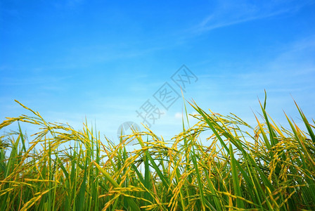 天季节农业有云底背景的稻田图片