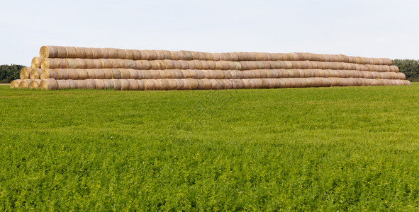田野上大量的圆柱体堆叠成一个大型的冬季储存结构新种植的冬季作物绿小麦在堆叠数前不断增长单位千米或冬天景观白图片