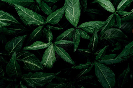 颜色公园黑暗的花中深绿色叶子翡翠纹理自然抽象背景热带森林深绿色叶子的上方视图与自然案热带植物壁纸绿化图片