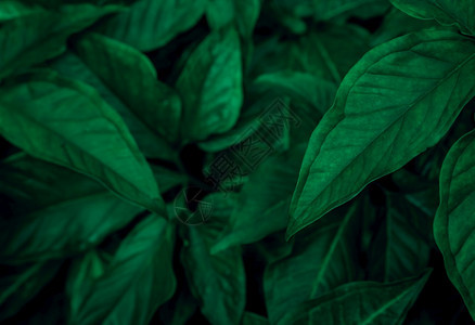 健康花园中的深绿色叶子翡翠纹理自然抽象背景热带森林深绿色叶子的上方视图与自然案热带植物壁纸绿化黑暗的夏天图片