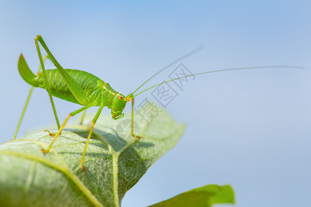 蟋蟀损害季节长腿和用天空在叶子上感觉的绿昆虫图片