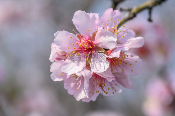 景观春时盛开的杏仁树枝和粉红色花朵的宏紧闭春时盛开的杏仁树粉红花宏紧闭授粉色的图片