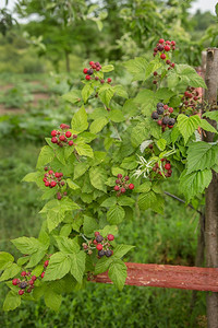 食物新鲜有机黑莓灌木种植有机浆果特写成熟黑莓在果园里有机黑莓灌木种植有机浆果特写荆棘图片