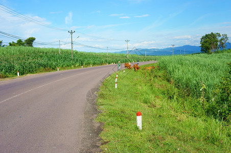 运输在下面越南乡村公路横越沙丘丛林或山旅行路线发现Vetianam白天蓝下农村地貌颜色图片