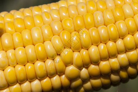 粮食外壳有机的开阔玉米耳朵有美丽的鲜黄色新谷物在农业田里夏季节玉米耳朵田图片