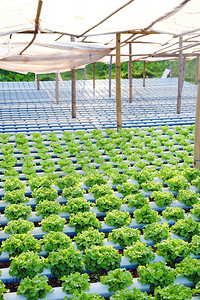 水栽培植物农场的图象生长沙拉营养图片