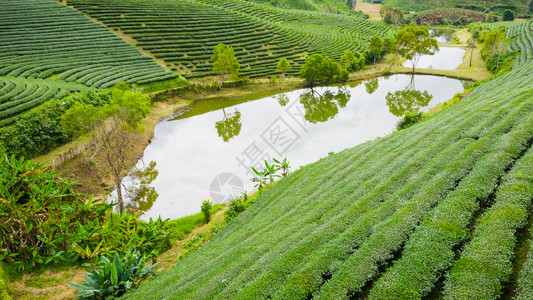 山上绿色茶园图片