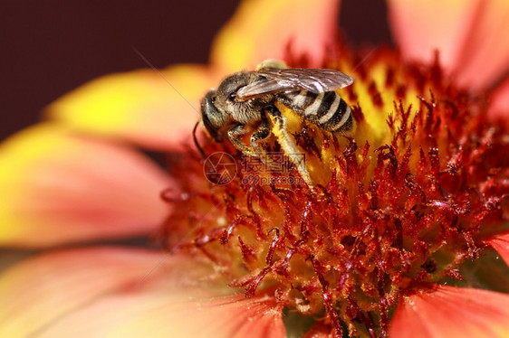 蜜蜂从花朵中收集粉野蜜蜂从朵到收集蜜和粉美丽的黄玫瑰紧贴花朵叶子黄色夏天图片