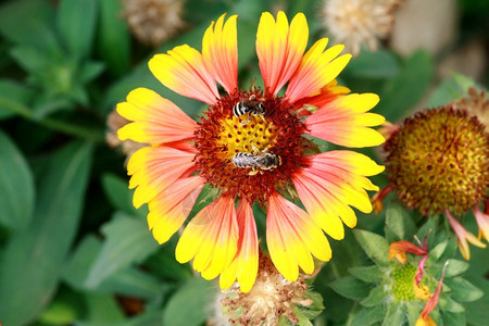 花的夏天蜜蜂从朵中收集粉野蜜蜂从朵到收集蜜和粉美丽的黄玫瑰紧贴花朵天线图片