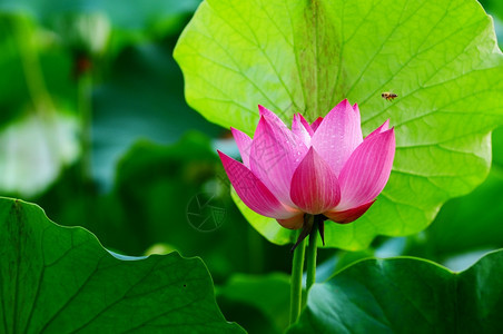 夏季池塘中的粉色荷花图片