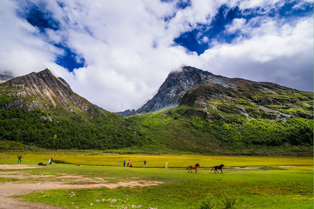 高地稻城亚洲丁自然保护区的马在四川道成一幅有名的风景图片