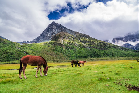 藏预订高地亚丁自然保护区的马在四川道成一幅有名的风景图片