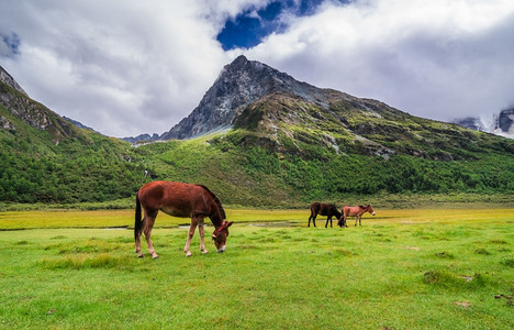 文化家畜旅行亚丁自然保护区的马在四川道成一幅有名的风景图片