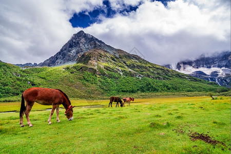 亚丁自然保护区的马在四川道成一幅有名的风景藏康区复古的图片