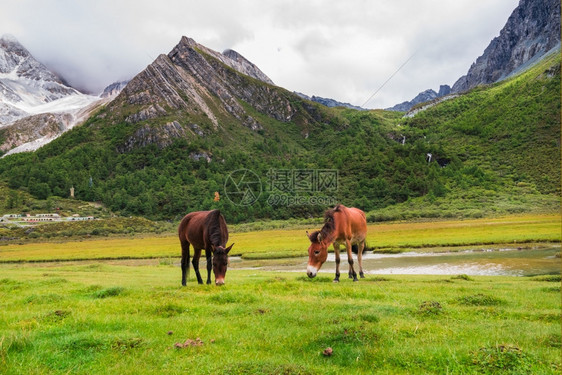 夏天户外亚丁自然保护区的马在四川道成一幅有名的风景图片