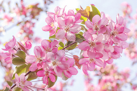 户外粉红苹果树的分枝阳光明媚春天园艺美丽的图片