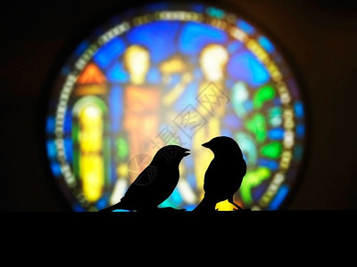 警告在教堂的多彩窗口前小闲言禽类观看宗教图片
