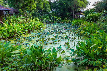 白色的水热带在泰国Kanchanaburi北部的清晨用绿树和小棚屋环绕着绿树和小茅屋的莲花池塘背景