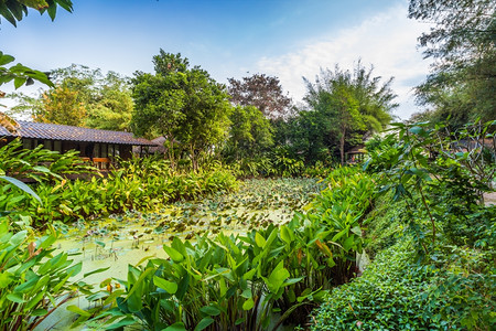 早晨北碧府红色的在泰国Kanchanaburi北部的清晨用绿树和小棚屋环绕着绿树和小茅屋的莲花池塘背景
