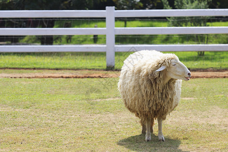 户外码场地绵羊身体的一部分面站在牧场的绿草地上图片