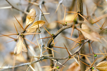 干旱刀分支春初或秋末灌木尖锐的天没有叶子和鲜花的灌木枝上刺图片