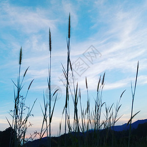 清楚的乡村土地夏季风景天空云下有绿地图片