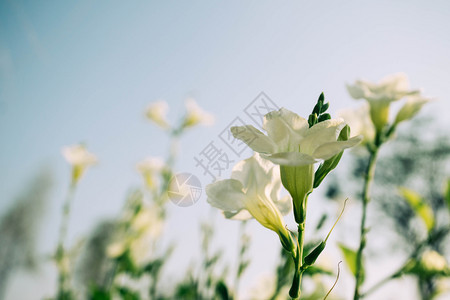 情人节自然天花园里的白背景模糊的白花图片