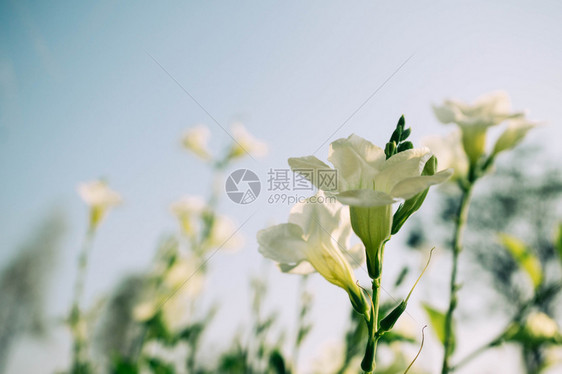 情人节自然天花园里的白背景模糊的白花图片