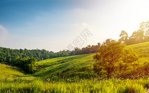 丰富多彩的阳光明媚森林草地蓝天背景的美丽草地在森林中山自然图片
