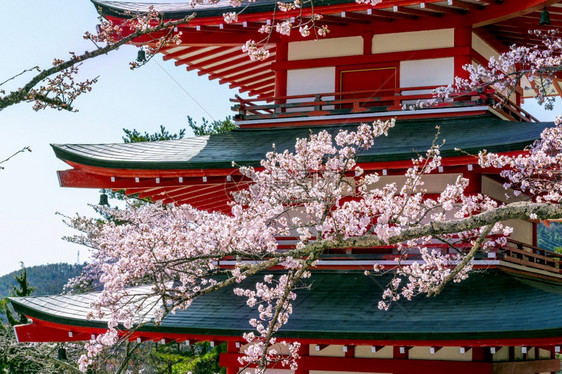 日本樱花和红塔河口湖宝节日图片