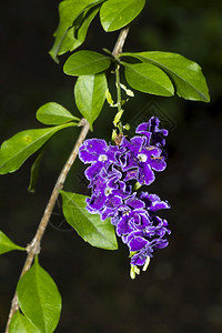 直立白色的杜兰塔用5个花瓣的紫绿色图片