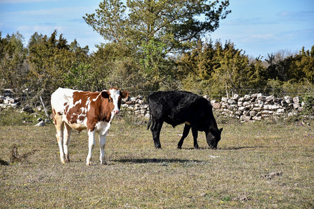 白色的库尔曼紫在瑞典群岛奥兰的草原上放牧幼牛图片