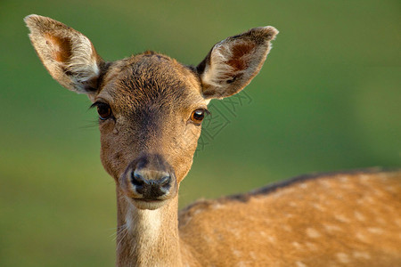 优雅的动物夏天FallowdeerDamada的雌从很短距离直视镜头图片