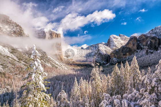 旅行Yosemite公园美冬季加利福尼亚州水松树图片