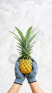 新鲜的菠萝图片