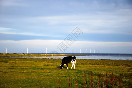 环境的户外保波罗海西德岛奥兰岸对生态友好的观赏放牧牛和风力涡轮机图片