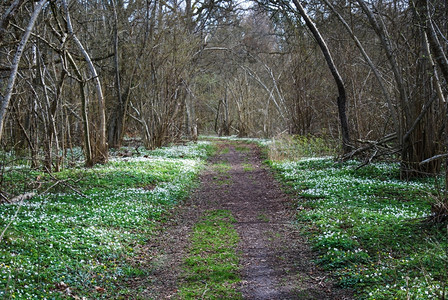 宁静步行沿着由来自瑞典群岛奥兰的很多木葵在一个衰落的森林中漫步图片