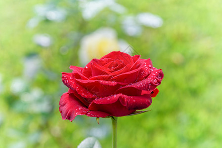 湿的鲜花园美丽质紧闭的红玫瑰在阳光明亮的下开在树枝上绿色花园的背景是红玫瑰在绿花园上开丰富多彩的植物图片