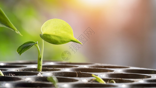 发芽怪兽幼苗生长在黑色育婴盘中照明光和模糊背景的闪光发下苗圃环境图片