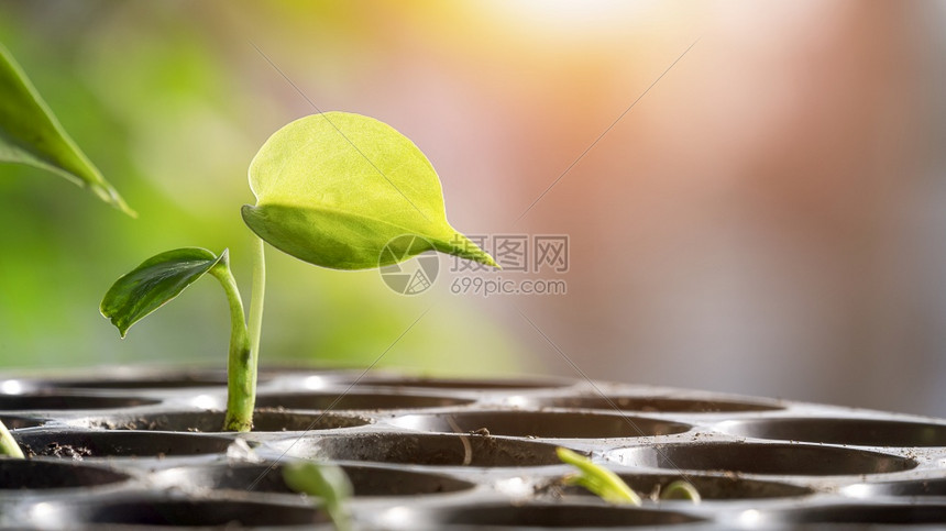 发芽怪兽幼苗生长在黑色育婴盘中照明光和模糊背景的闪光发下苗圃环境图片