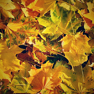 植物乡村颜色浅叶子在木板上的秋幕背景平面顶视图复制空间图片