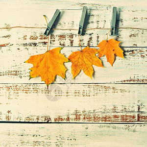 黄色的植物浅叶子在木板上的秋幕背景平面顶视图复制空间假期图片